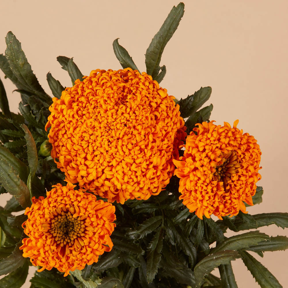 Marigold Spun Orange Seeds