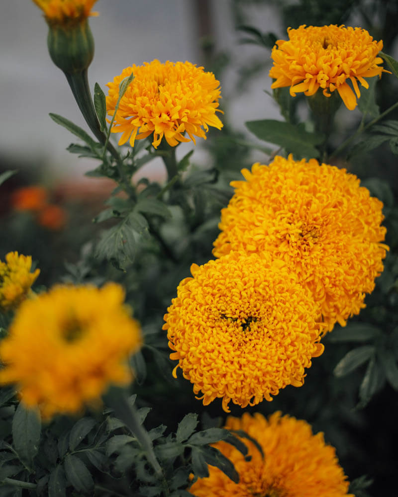 Marigold Spun Orange Seeds