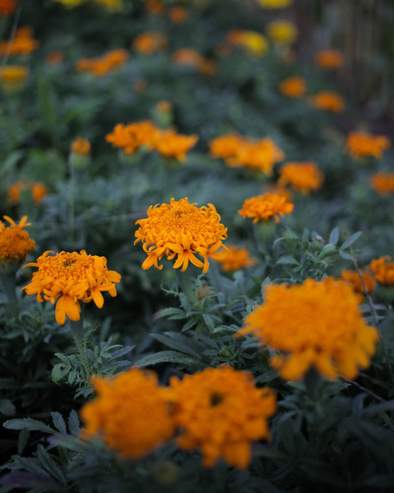 Marigold Spun Orange Seeds