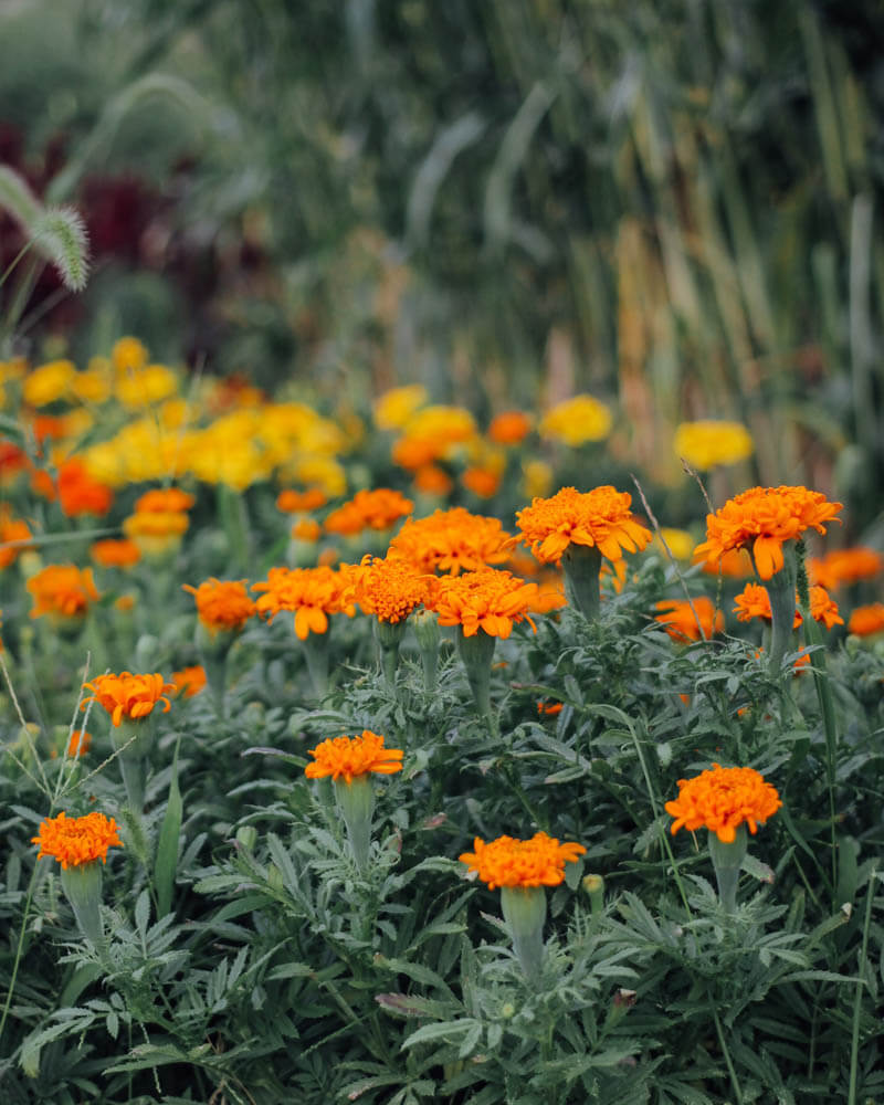 Marigold Spun Orange Seeds