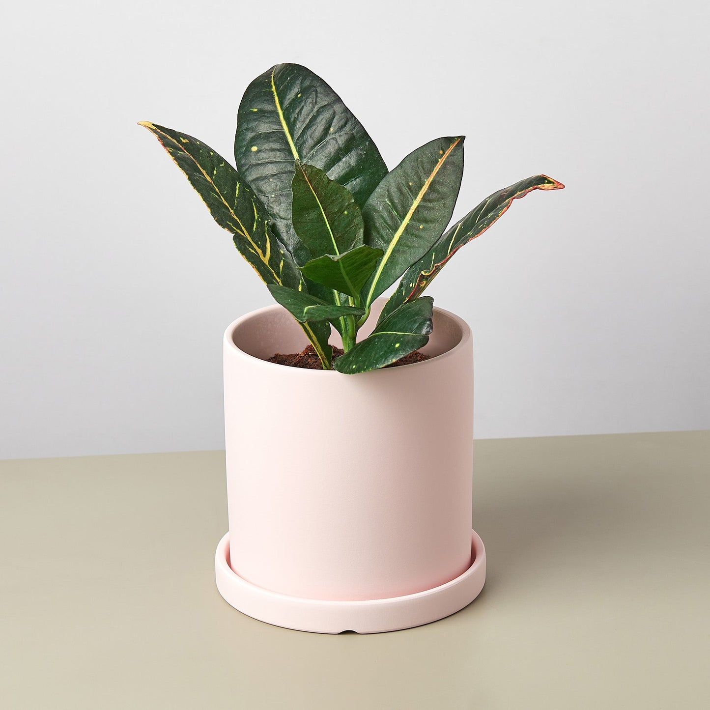 Matte Finish Cylinder Planter with Saucer