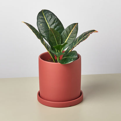 Matte Finish Cylinder Planter with Saucer