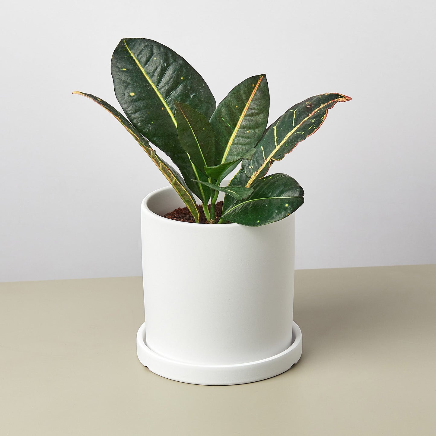 Matte Finish Cylinder Planter with Saucer