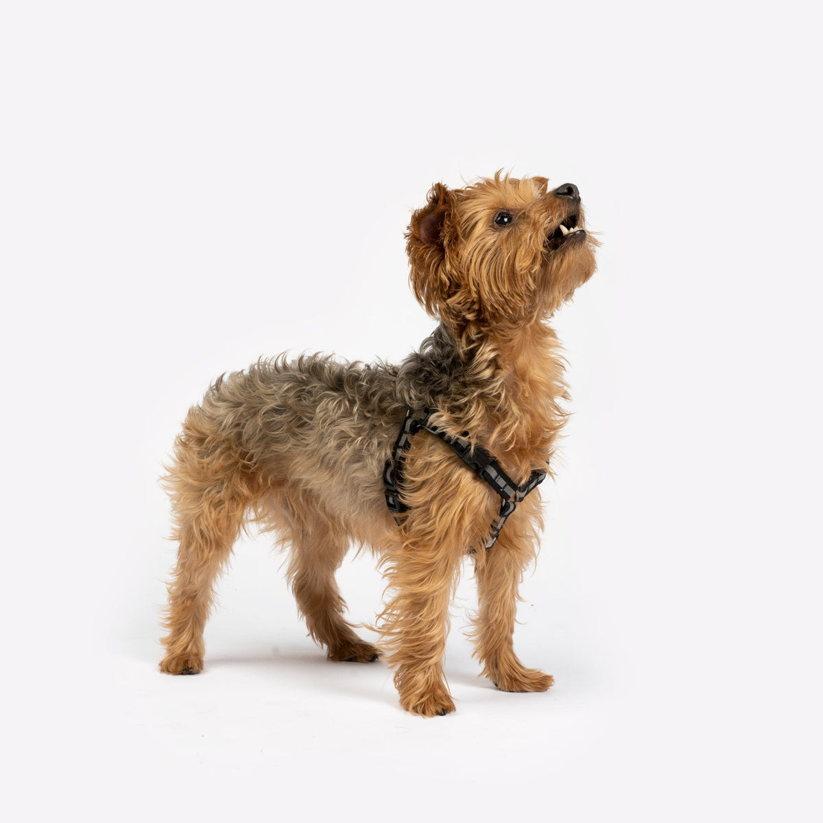 Maximus Dog Harness