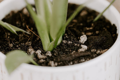 Premium Monstera Potting Soil - Quick Drain Potting Soil for Monstera Deliciosa/Swiss Cheese Plant by Houseplant Resource Center