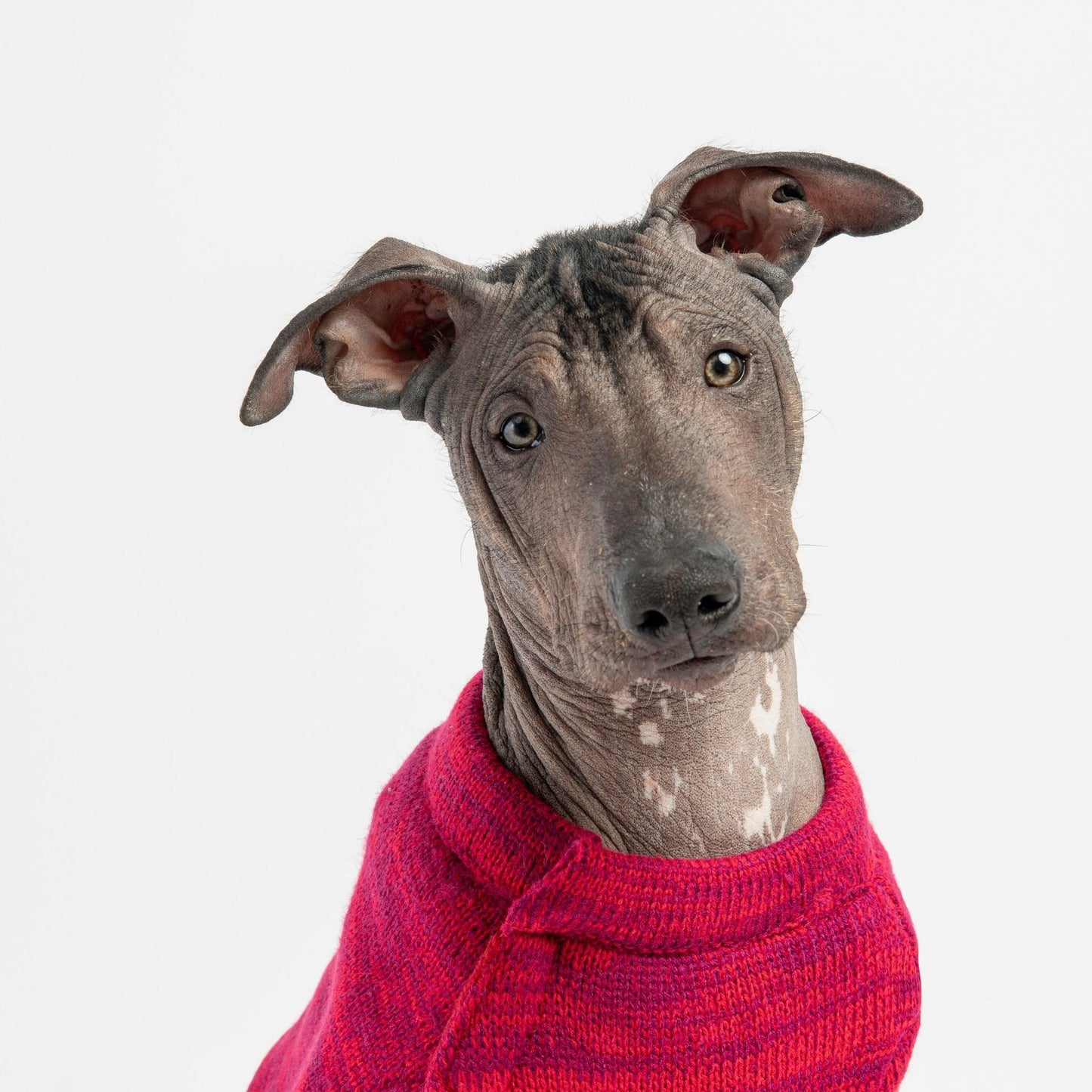 Mia Dog Sweater - Red