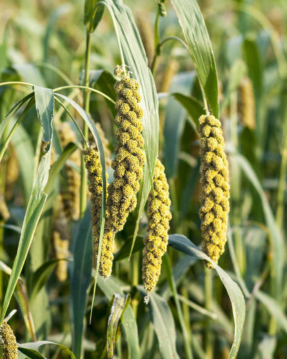 Limelight Millet Seeds