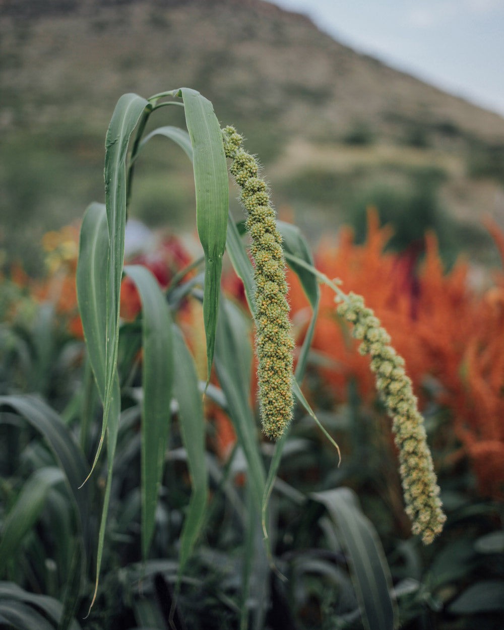 Grassy Mix Seed Bundle