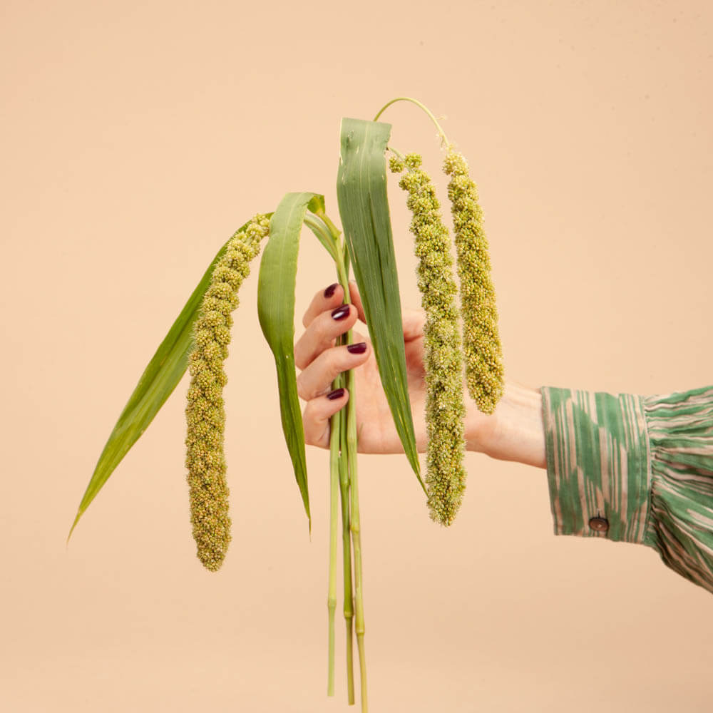 Limelight Millet Seeds