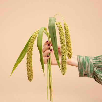 Limelight Millet Seeds