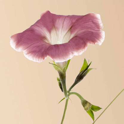 Chocolate Morning Glory Seeds