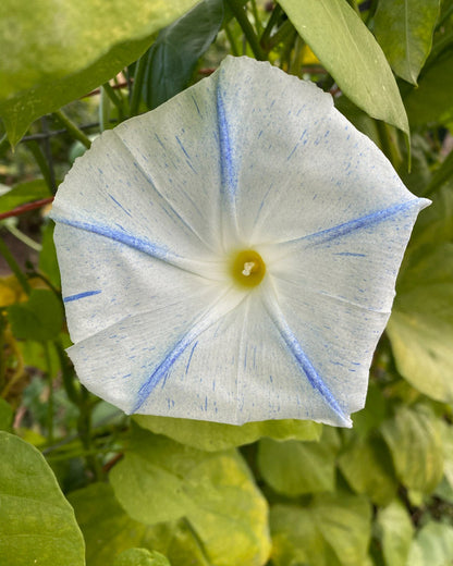 Flying Saucer Morning Glory Seeds