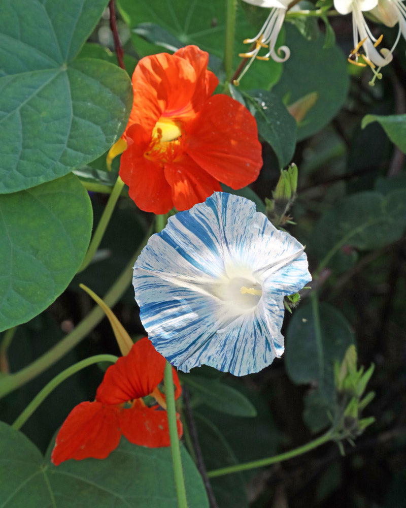 Flying Saucer Morning Glory Seeds