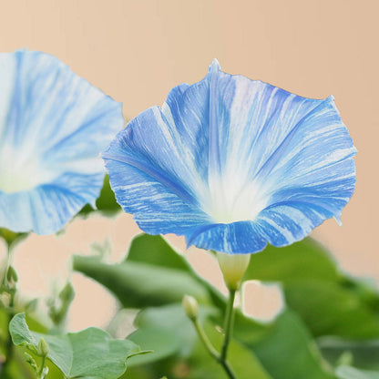 Flying Saucer Morning Glory Seeds