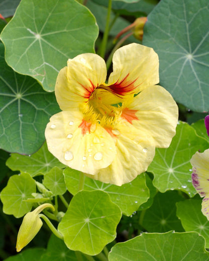 Cream Troika Nasturtium Seeds