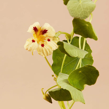 Cream Troika Nasturtium Seeds