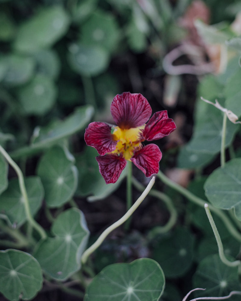 Purple Emperor Nasturtium Seeds