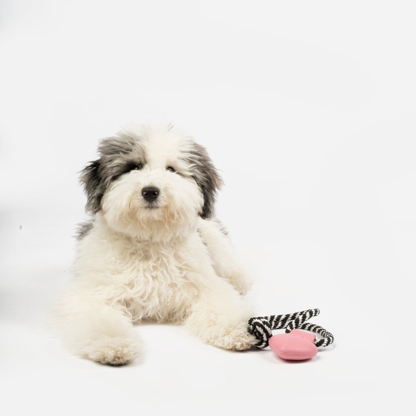 Necklace With Lavender Scent Dog Toy