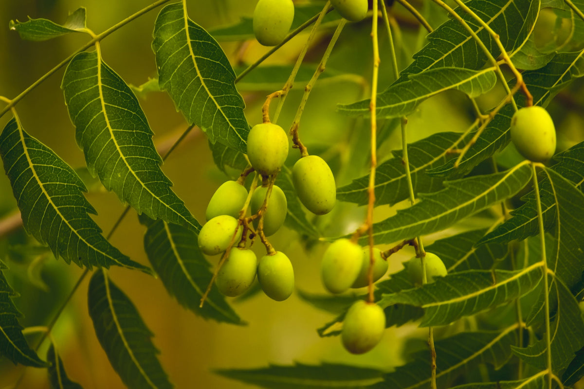 The Original Organic Handmade Neem Oil Soap