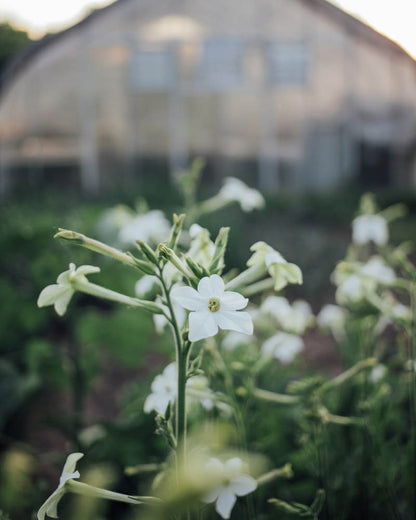 White Perfume Nicotiana Seeds