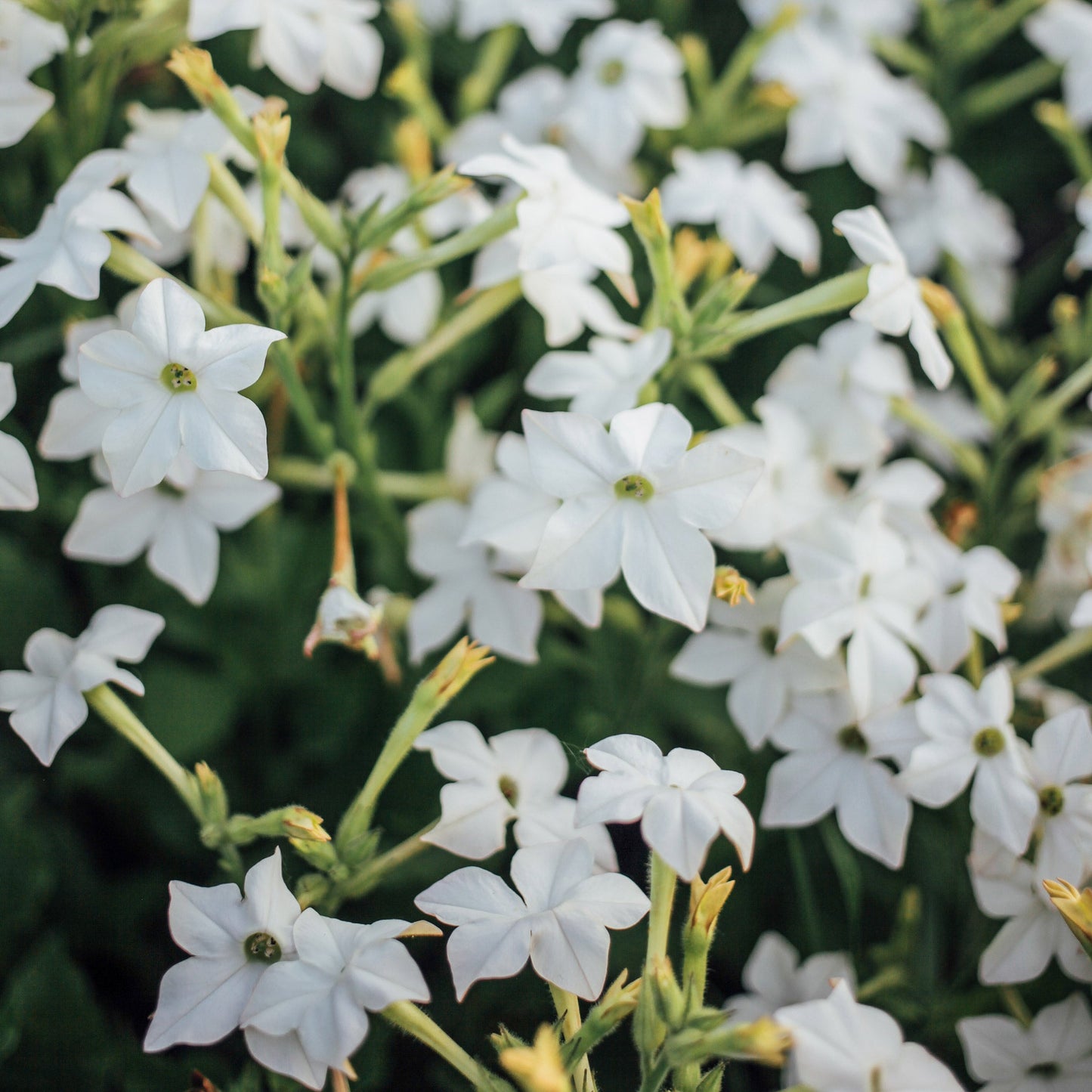 White Moon Seed Bundle