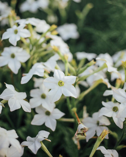 White Perfume Nicotiana Seeds