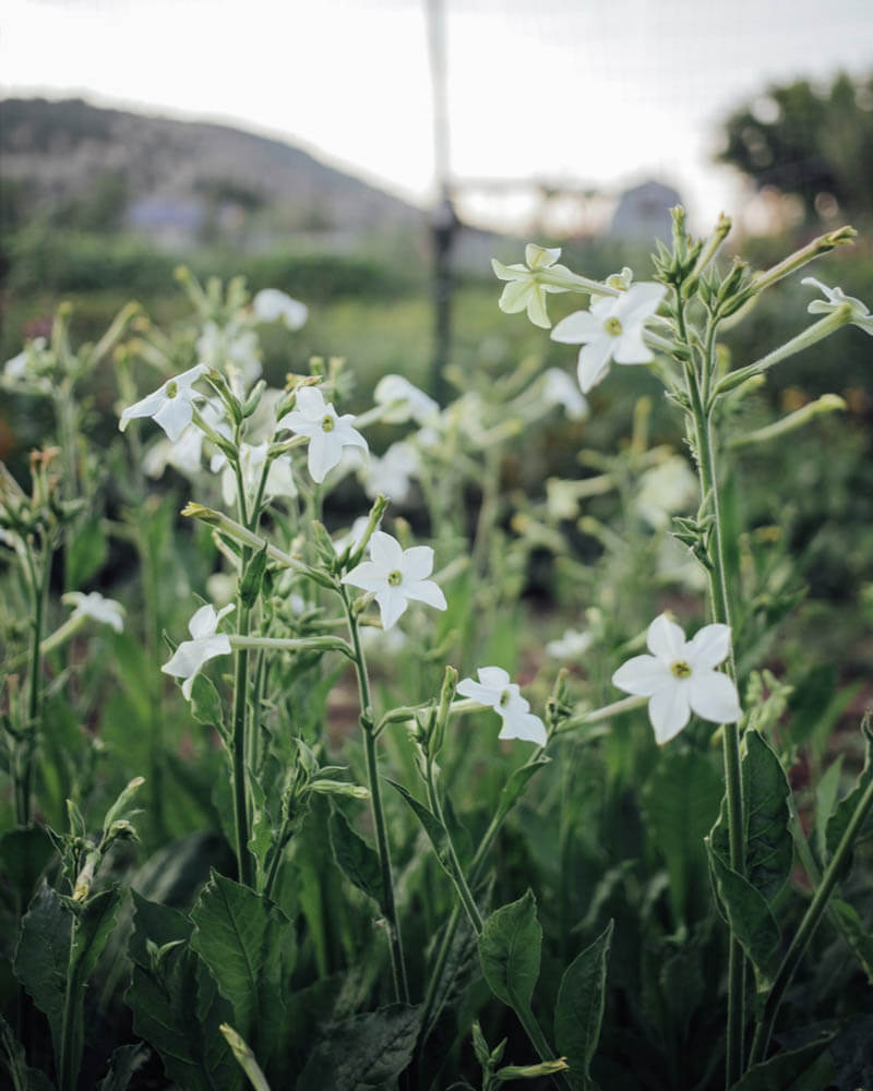 White Perfume Nicotiana Seeds