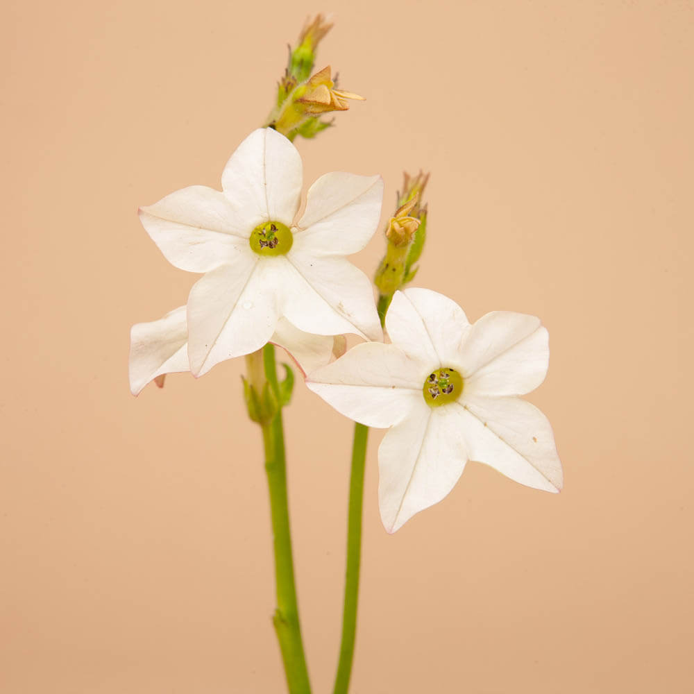 White Perfume Nicotiana Seeds