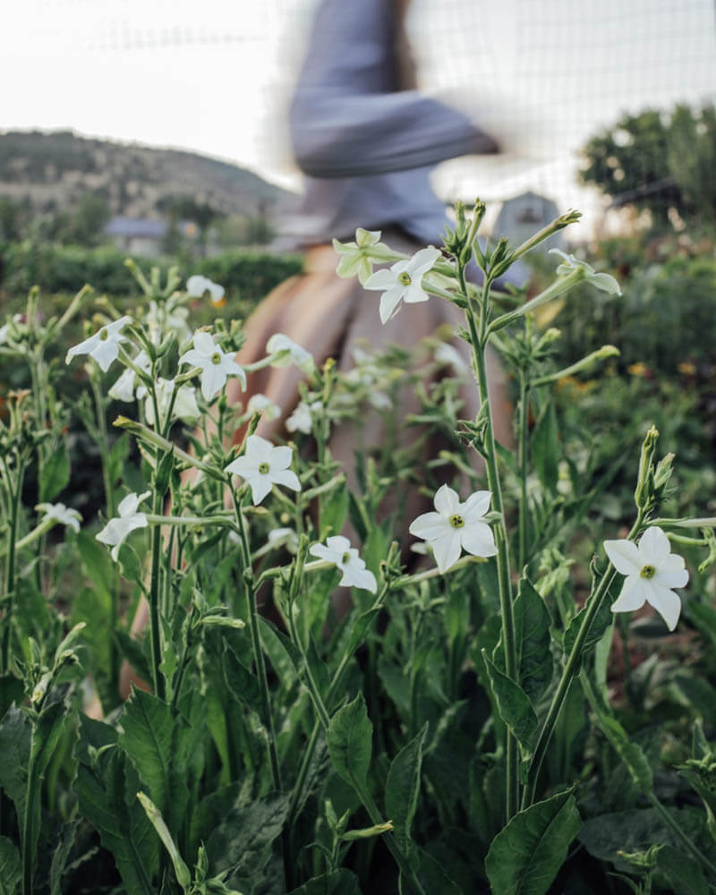 White Perfume Nicotiana Seeds