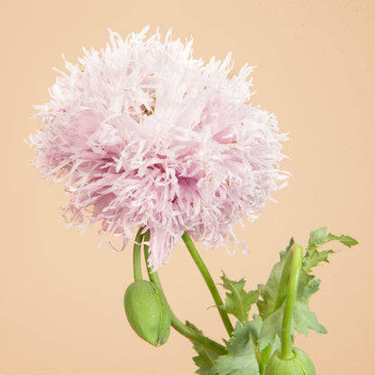 Lilac Pompom Breadseed Poppy Seeds