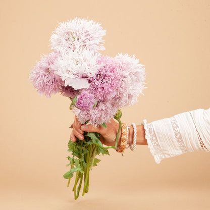 Lilac Pompom Breadseed Poppy Seeds