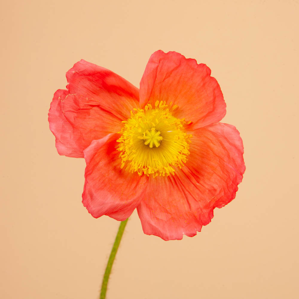 Champagne Bubbles Pink Iceland Poppy Seeds