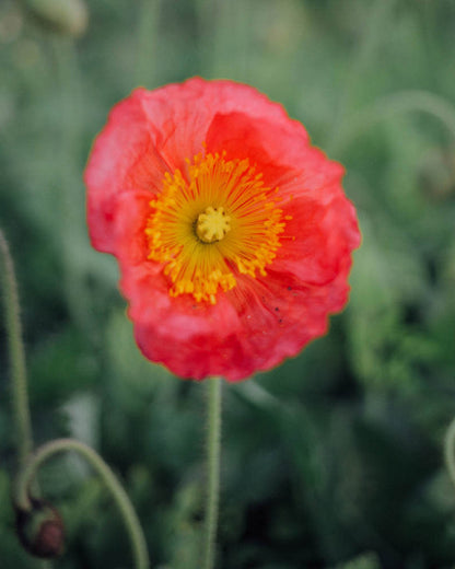 Champagne Bubbles Pink Iceland Poppy Seeds