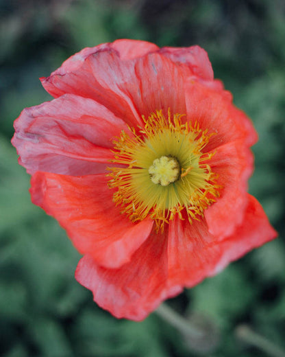 Champagne Bubbles Pink Iceland Poppy Seeds