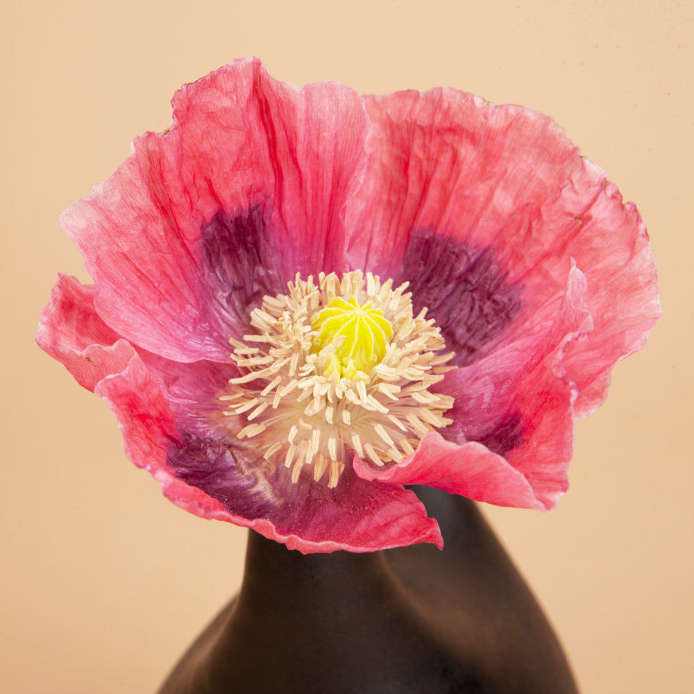 Hens and Chicks Breadseed Poppy Seeds