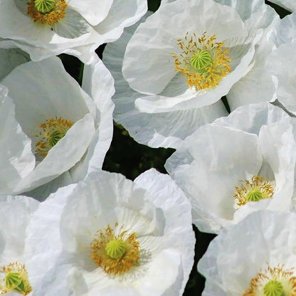 Bridal Silk Shirley Poppy Seeds