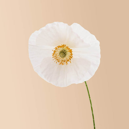 Bridal Silk Shirley Poppy Seeds