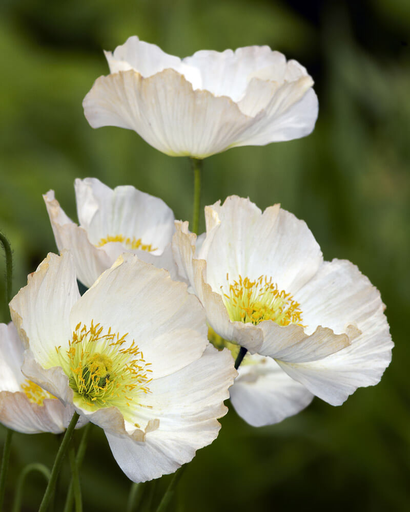 Bridal Silk Shirley Poppy Seeds