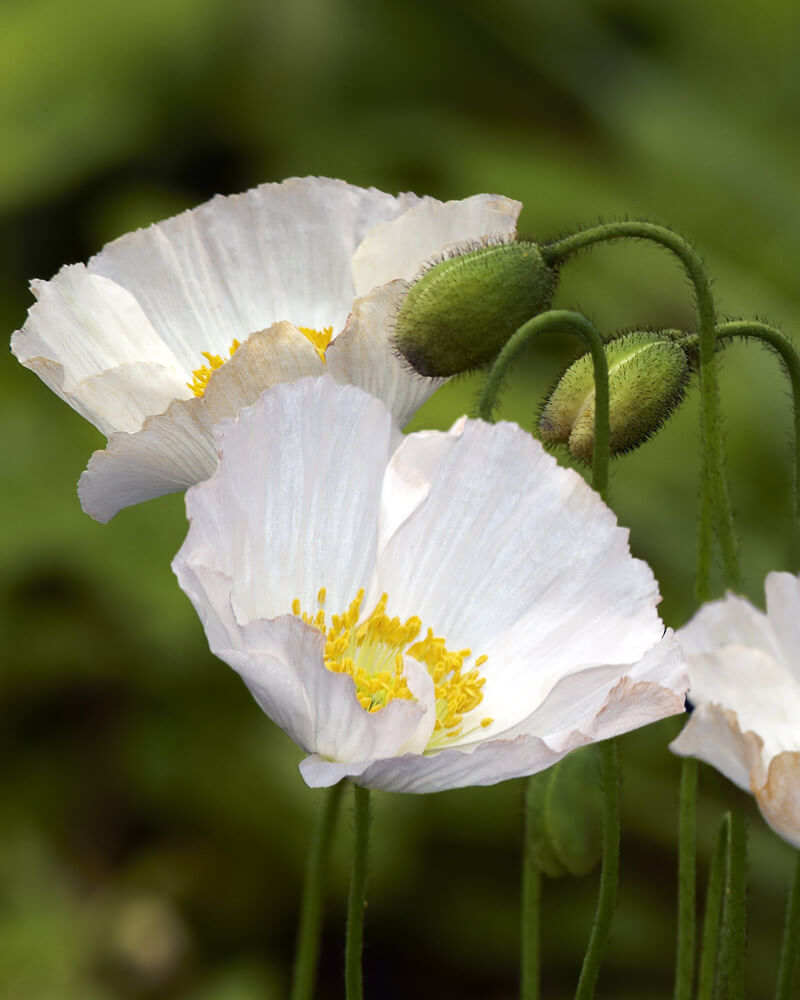 Bridal Silk Shirley Poppy Seeds