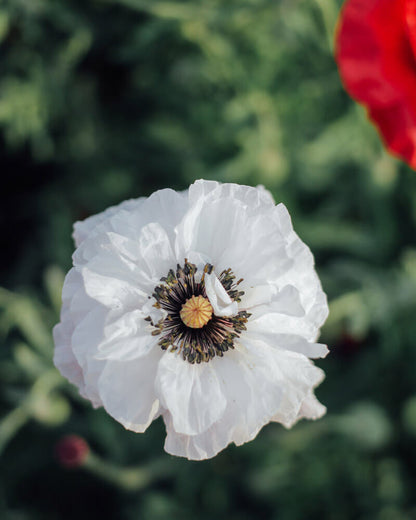 Mother Of Pearl Shirley Poppy Seeds