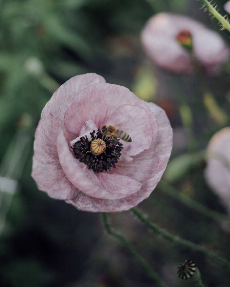 Mother Of Pearl Shirley Poppy Seeds