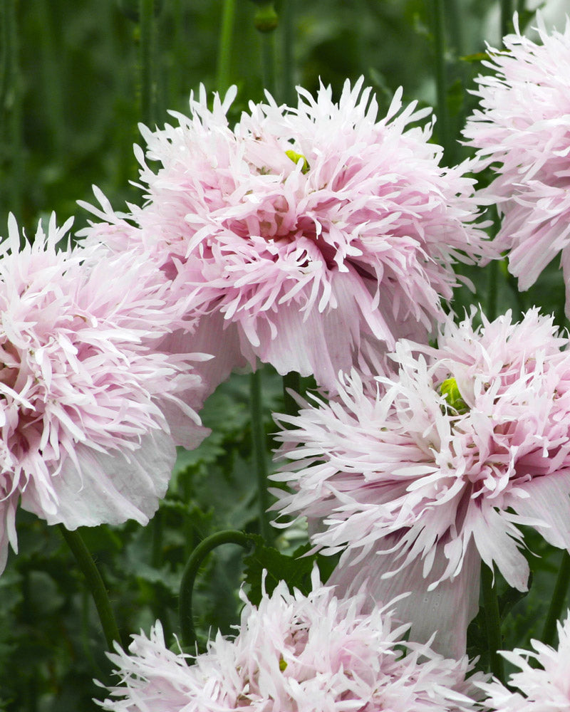 Lilac Pompom Breadseed Poppy Seeds