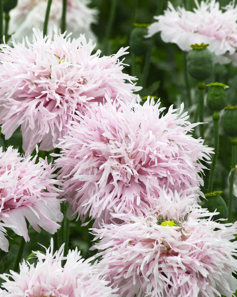 Lilac Pompom Breadseed Poppy Seeds