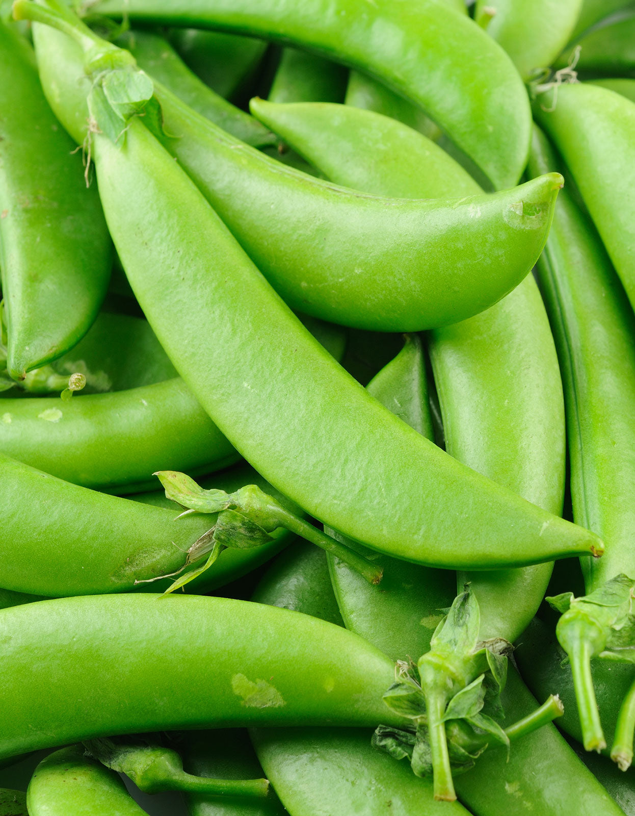 Organic Sugar Daddy Snap Pea Seeds