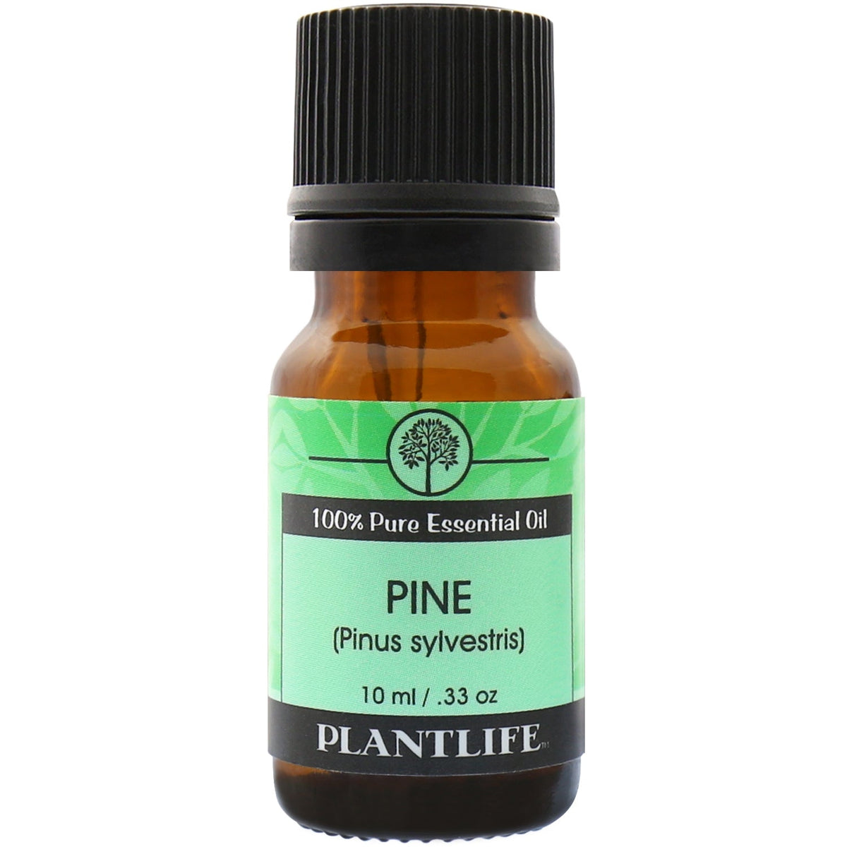 Pine Needle Essential Oil