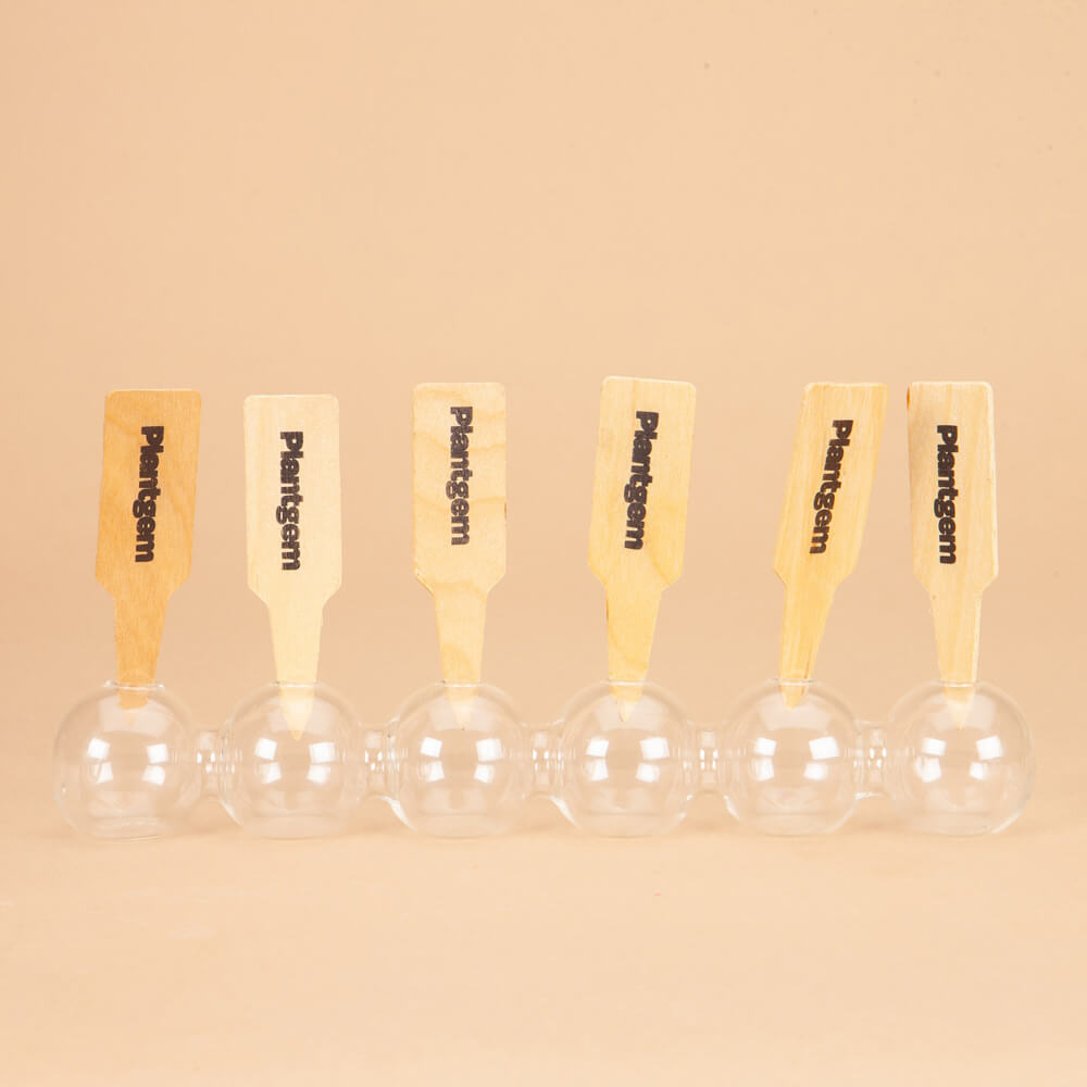 Mistral Tigre Vinato Anemone Corms