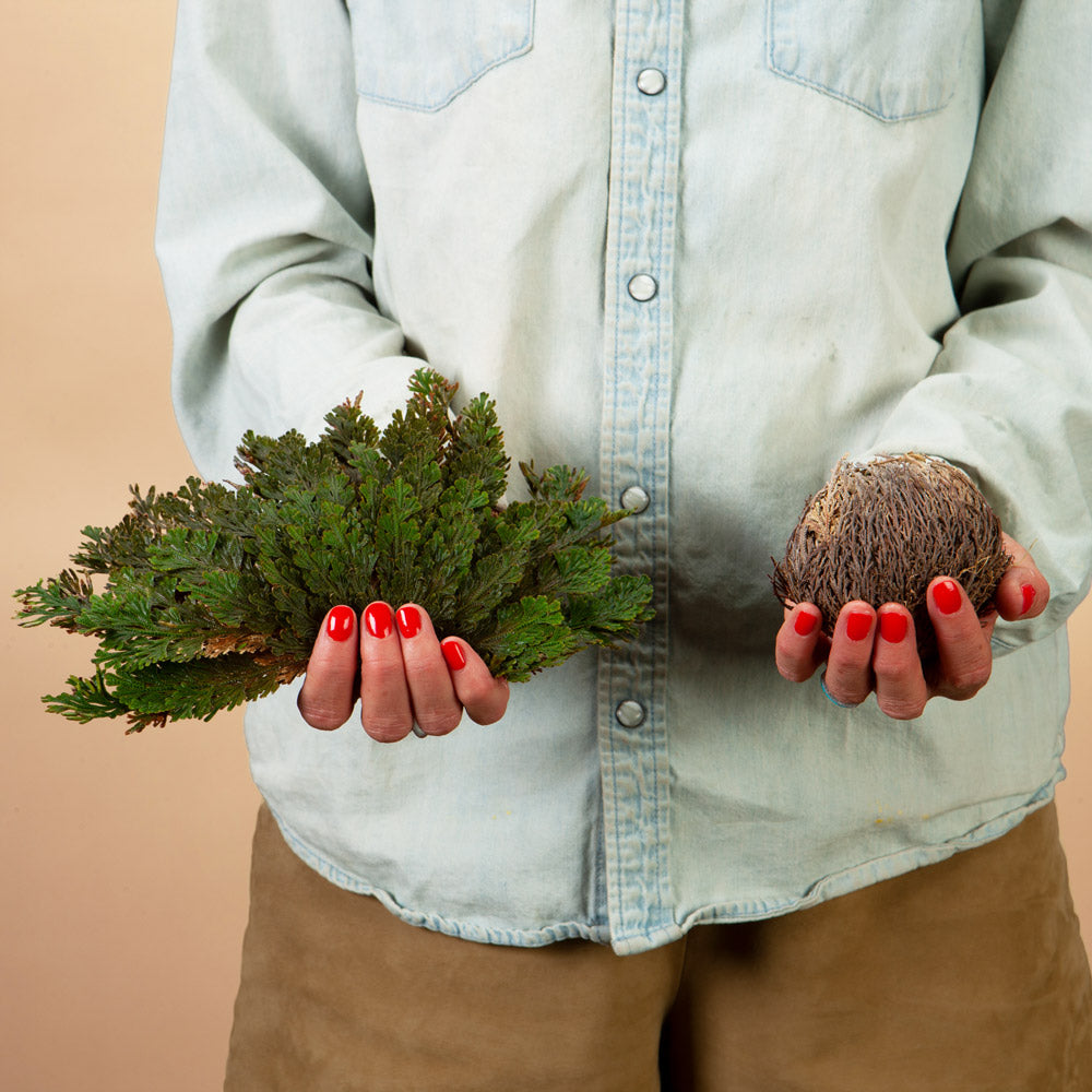 Resurrection Fern