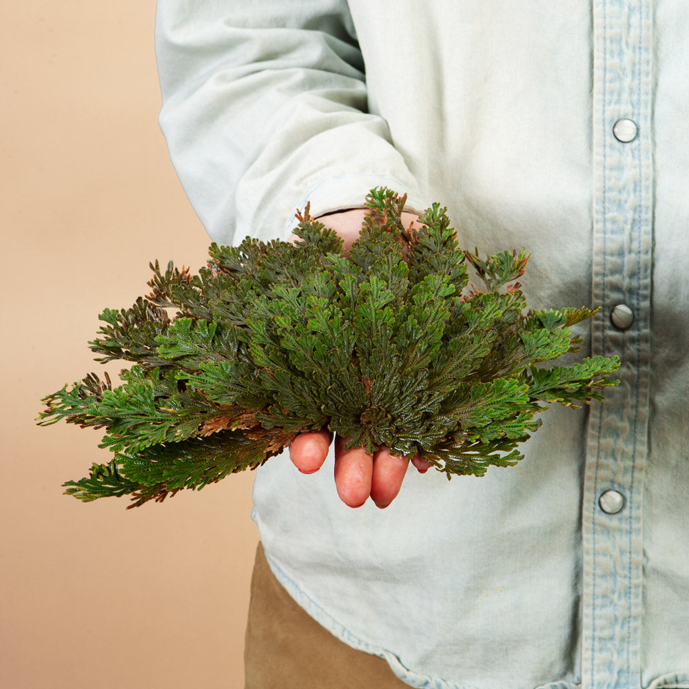 Resurrection Fern