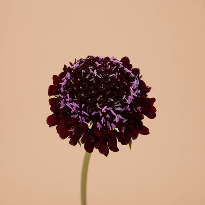 Black Knight Scabiosa Seeds