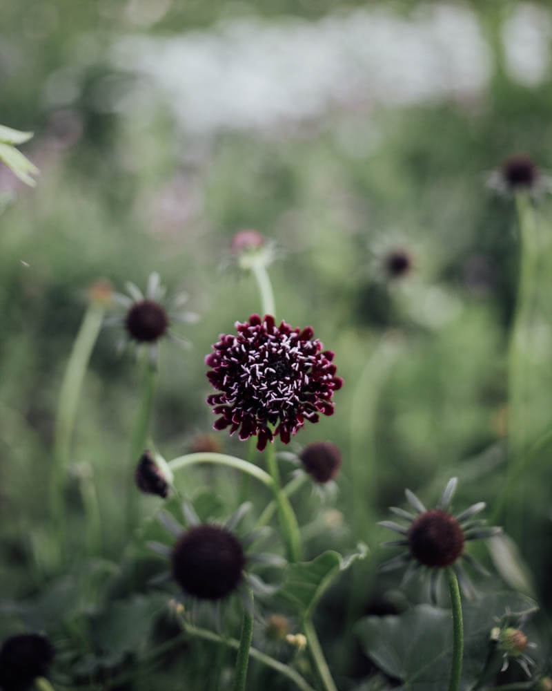 Scabiosa Mix Seed Bundle